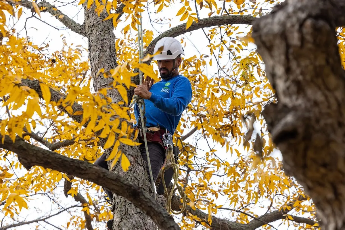 Skilled Tree Transplanting crew working in Gilliam